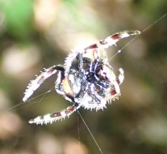 Caerostris sexcuspidata