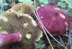 Suillus asiaticus