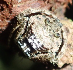 Caerostris sexcuspidata