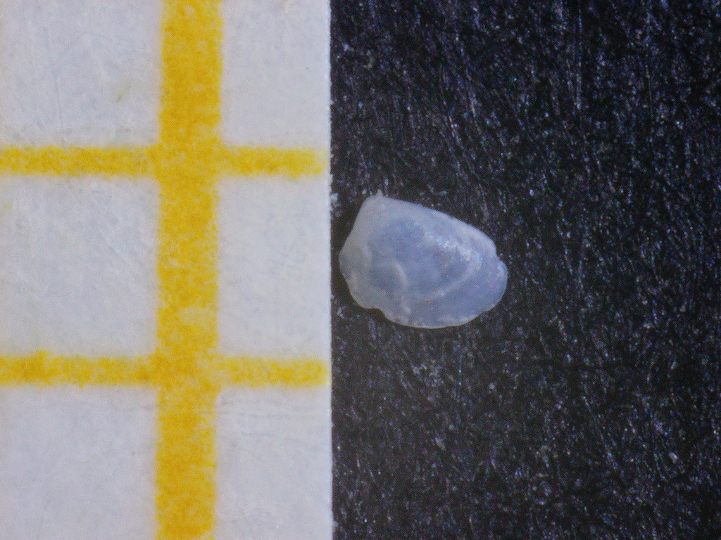 Kurtiella triangularis