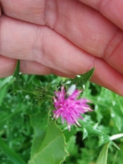 Carduus argentatus