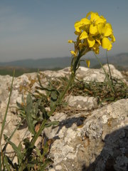 Erysimum cuspidatum
