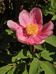 Paeonia daurica
