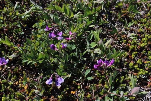 Lathyrus japonicus var. pubescens
