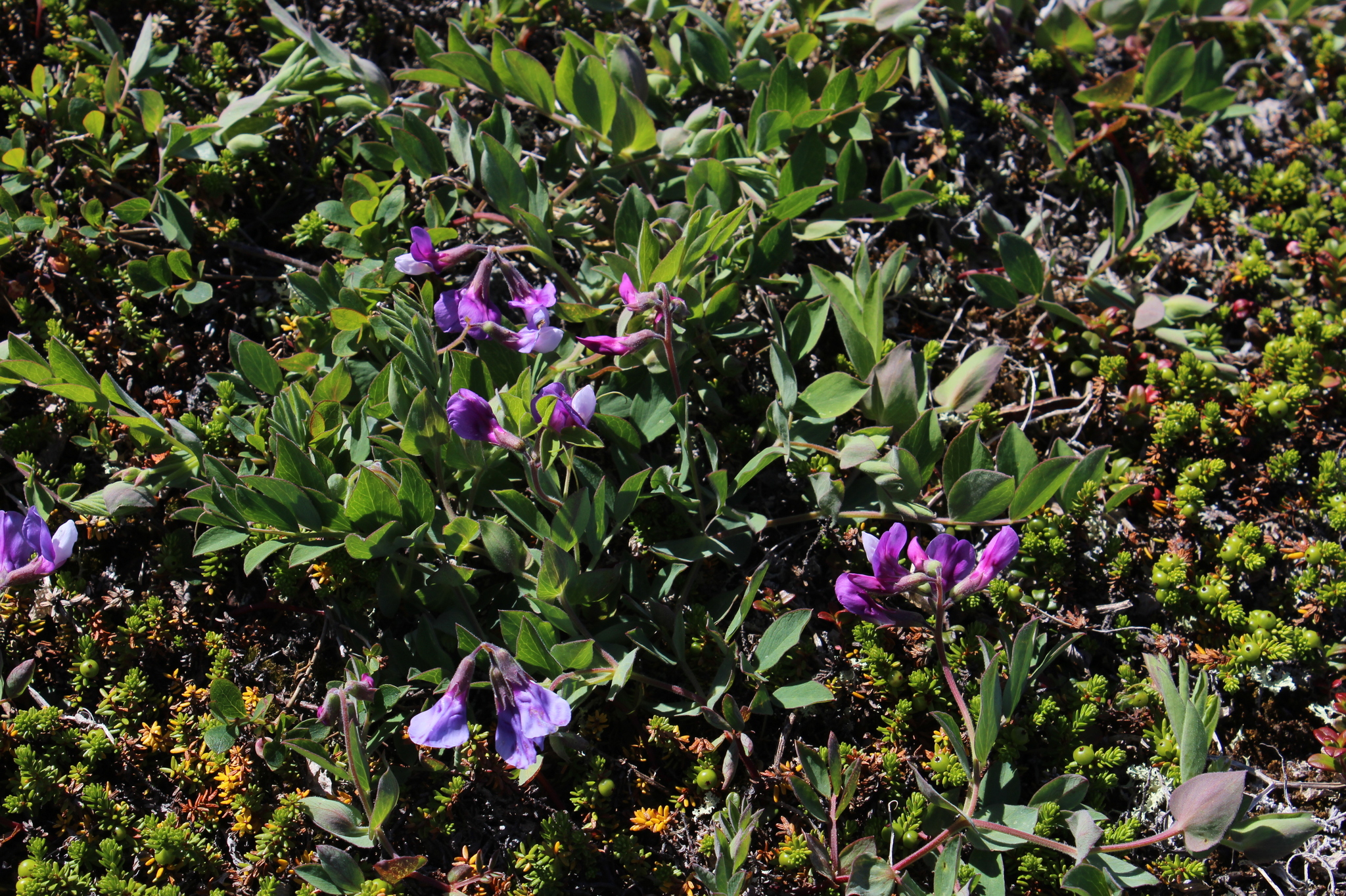 Lathyrus japonicus var. pubescens