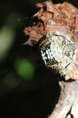 Caerostris sexcuspidata