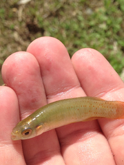 Fundulus chrysotus