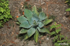 Agave maximiliana
