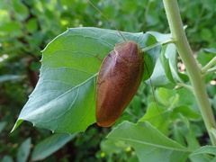 Pseudophoraspis nebulosa