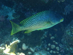 Plectorhinchus gaterinus