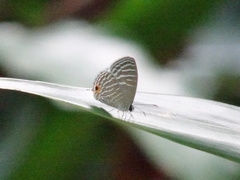 Jamides celeno aelianus