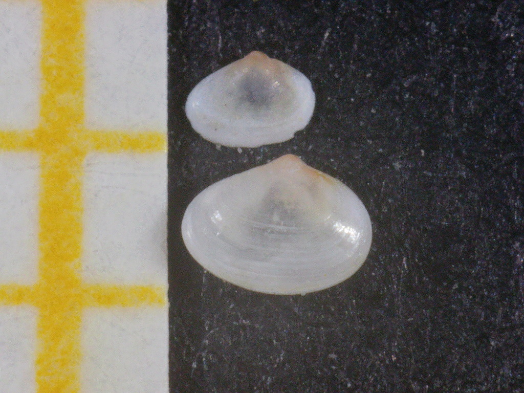Tellimya