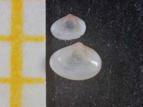 Representative image of Tellimya