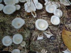 Lentinus squarrosulus