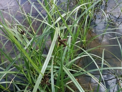 Cyperus alopecuroides