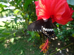 Papilio polytes romulus