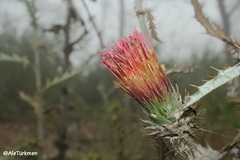Cirsium ehrenbergii