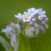 Field Forget-Me-Not - Photo (c) Kutushev Radik, some rights reserved (CC BY-NC), uploaded by Kutushev Radik