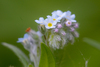 Field Forget-Me-Not - Photo (c) Kutushev Radik, some rights reserved (CC BY-NC), uploaded by Kutushev Radik