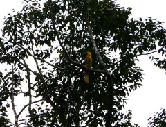 Buceros hydrocorax mindanensis