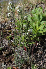 Draba incana