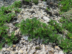 Chrysanthemum coreanum