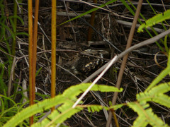Caprimulgus manillensis
