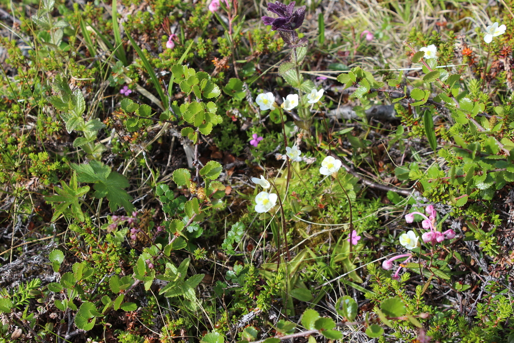 Pinguicula alpina, Pechengsky District, Murmansk Oblast, Russia