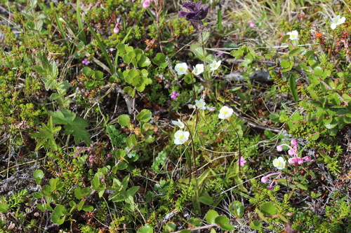 Pinguicula alpina