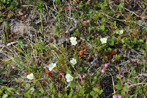 Pinguicula alpina