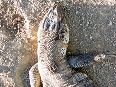 Varanus albigularis