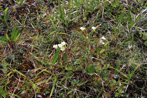 Pinguicula alpina