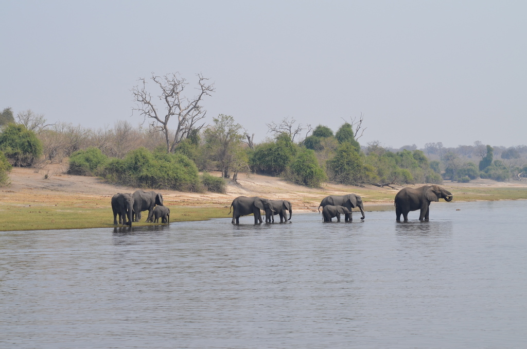 Loxodonta africana, , by Mattia