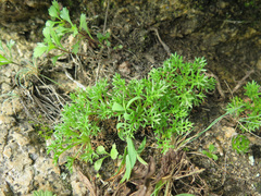Chrysanthemum coreanum