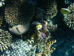 Chaetodon paucifasciatus