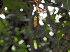 Arachnura scorpionoides