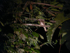 Batrachostomus chaseni