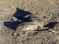 Varanus albigularis