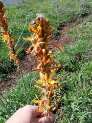 Asphodeline lutea