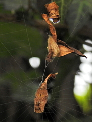 Arachnura scorpionoides