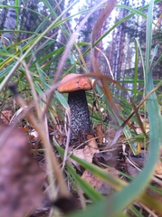 Leccinum
