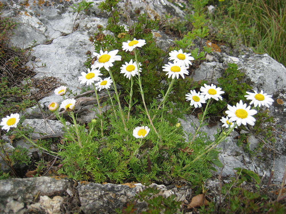 Chrysanthemum maximowiczii