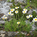 Chrysanthemum - Photo (c) V.S. Volkotrub,  זכויות יוצרים חלקיות (CC BY-NC), הועלה על ידי V.S. Volkotrub