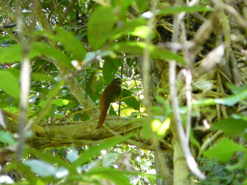 Philippine Trogon
