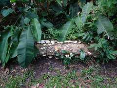 Lentinus squarrosulus