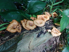 Lentinus squarrosulus