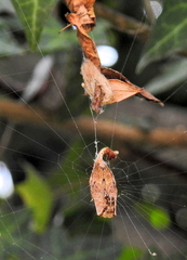 Arachnura scorpionoides