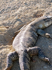 Varanus albigularis