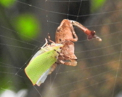 Arachnura scorpionoides