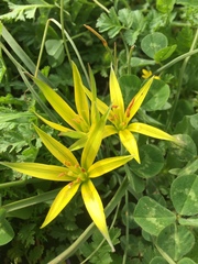 Gagea commutata
